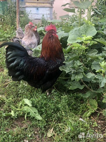 Инкубационное яйцо Маран