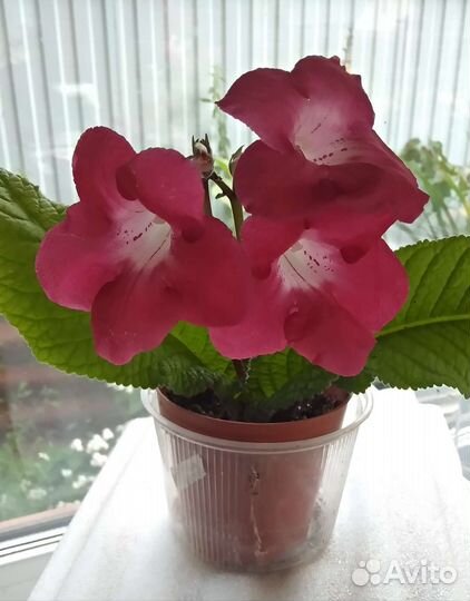 Стрептокарпусы