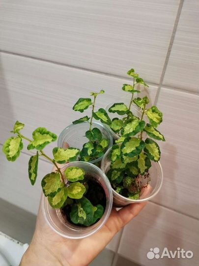 Пумила триколор вишес,Керли,Сноуфлэйк,Дуболистны