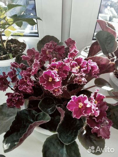 Фиалка цветущая