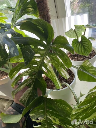 Монстера вариегатная альба