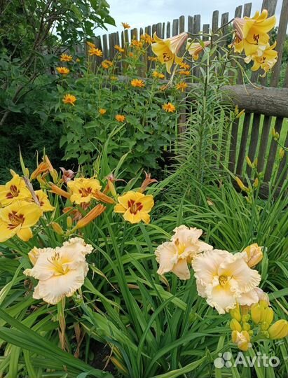 Многолетние садовые цветы