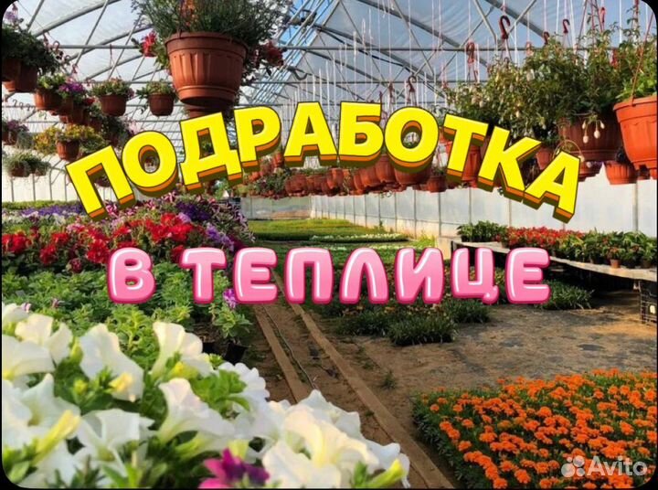 Работа в теплице упаковщик без опыта