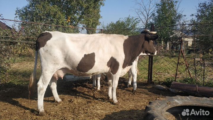 Корова,телка