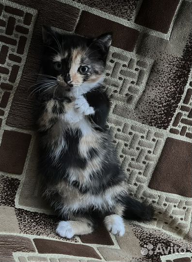 Кошечка в добрые руки