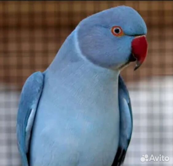 Ожереловый попугай выкормыш