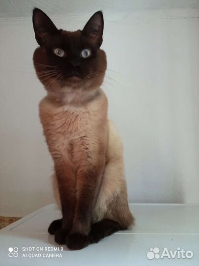 Кот бесплатно