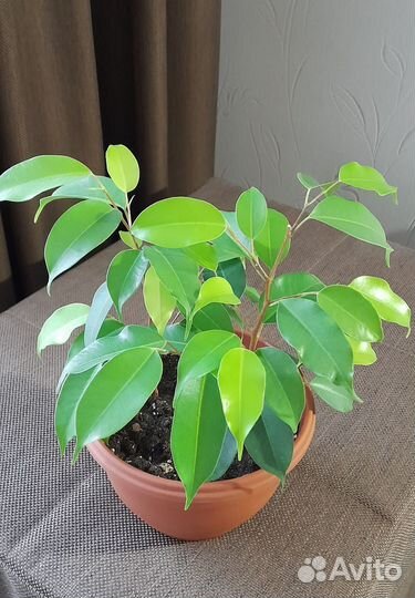 Фикус бенджамина эстер