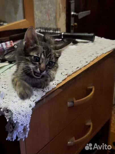 Котята в добрые руки приучены к лотку