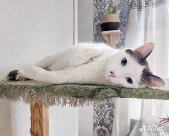 Обаятельный котик-кастрат с голубыми глазами