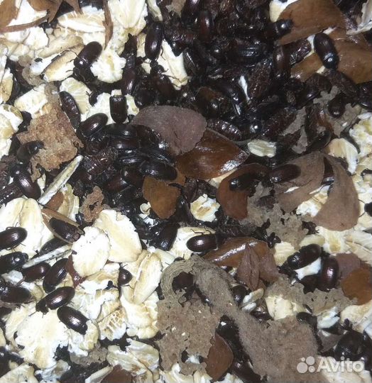 Жук-знахарь