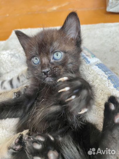 Котята