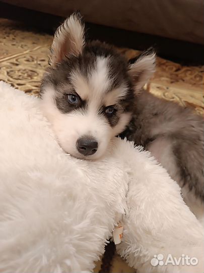Щенок хаски