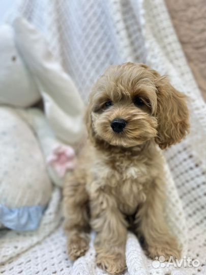 Кокапу девочка