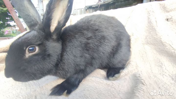 Кролик мясных пород великан