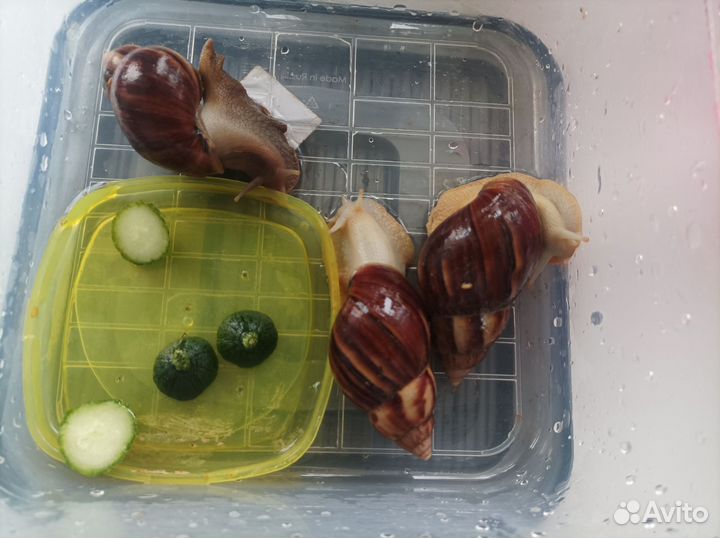 Улитки ахатины