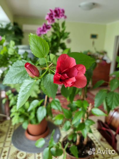 Гибискус,Китайская роза