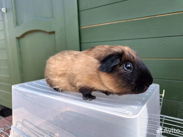 Морская свинка - самец калифорния