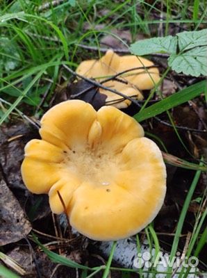 Грибы лисички свежие с доставкой