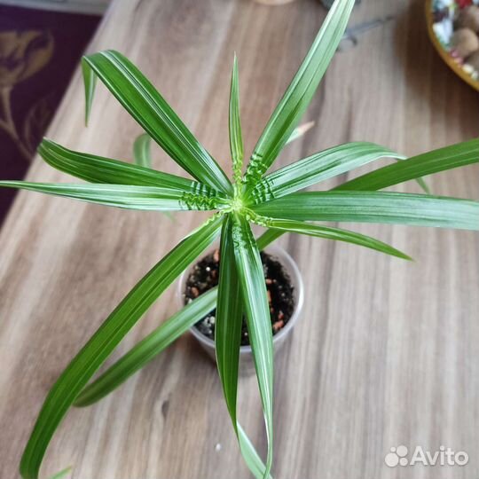 Циперус вариегатный