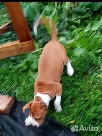 Щенки амстаффа, девочки