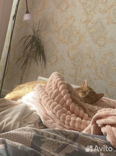 Кот, помесь Британец и обычный Рыжик
