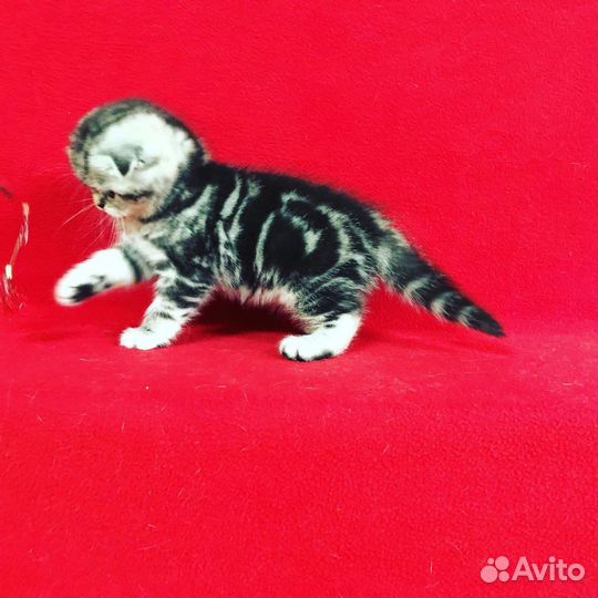 Вислоухие малыши