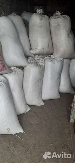 Зерно пшеница