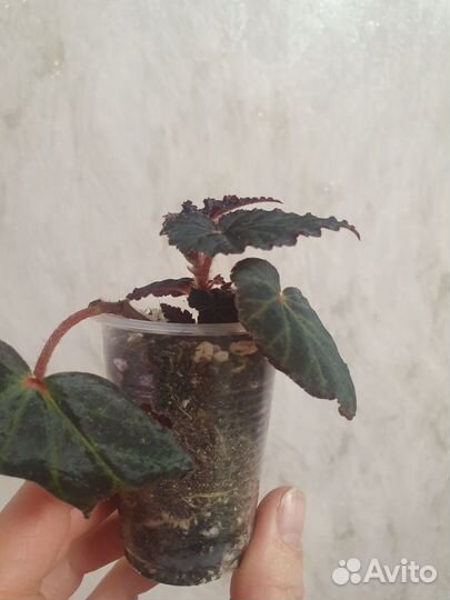 Бегония белина