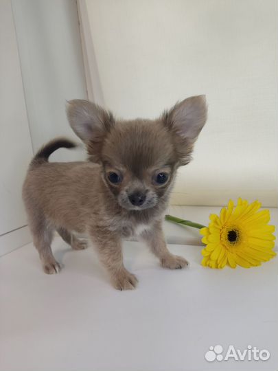 Щенки чихуахуа мальчики мини и стандарт
