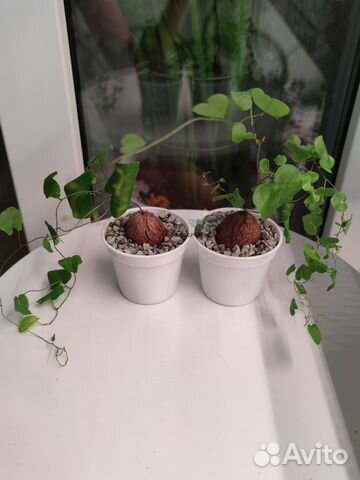 Диаскорея Слоновая (Dioscorea Elephantipes) купить в Санкт-Петербурге ...