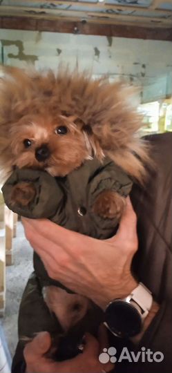 Вязка, бронь щенков