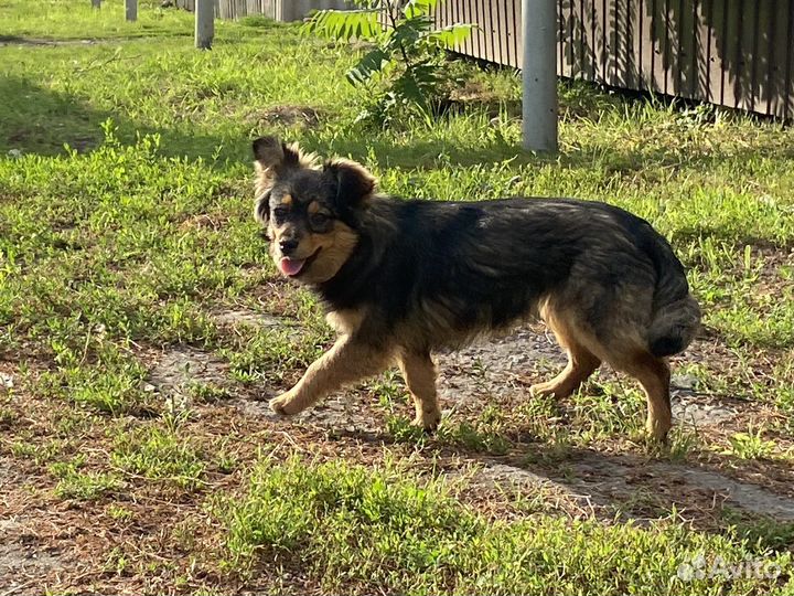 Собака в добрые руки