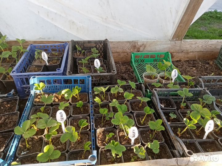 Рассада клубники