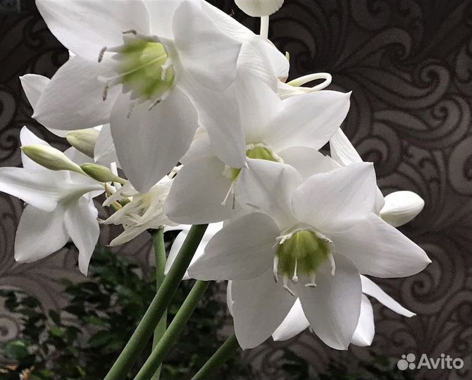 Эухарис или Амазонская лилия