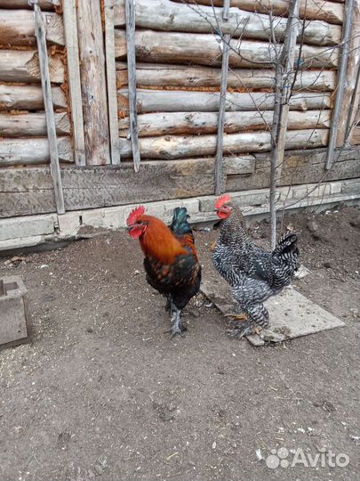 Молодые петухи