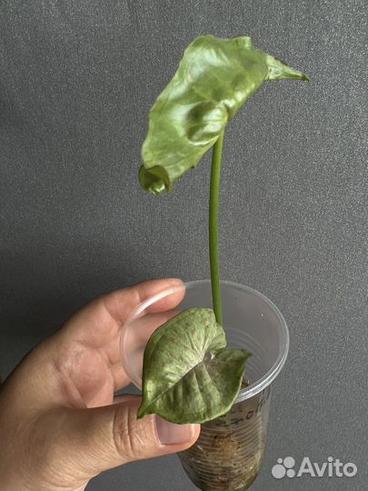 Сингониумы сортовые 1