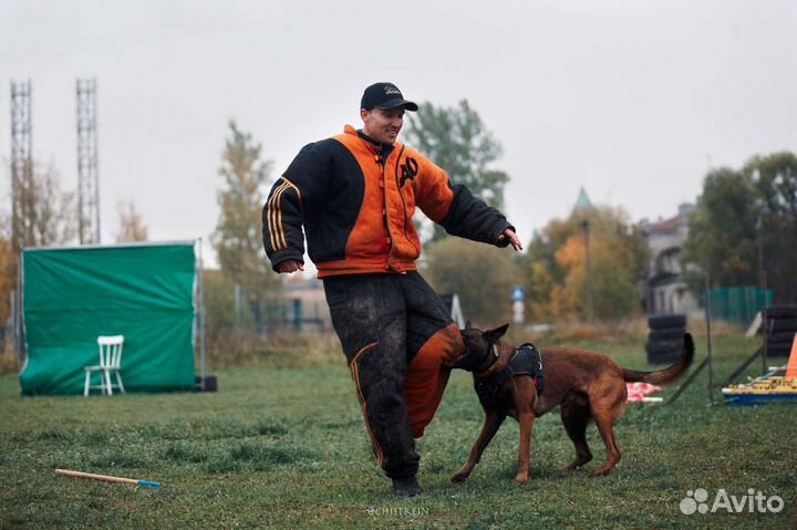 Дрессировка собак