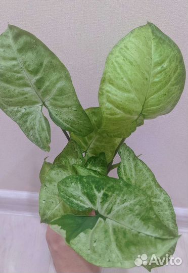 Сингониумы сортовые