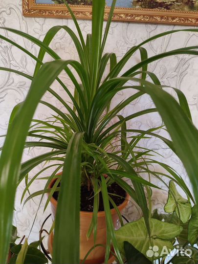 Пальма панданус