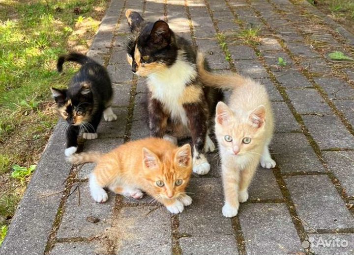 Котятки малыши в дар