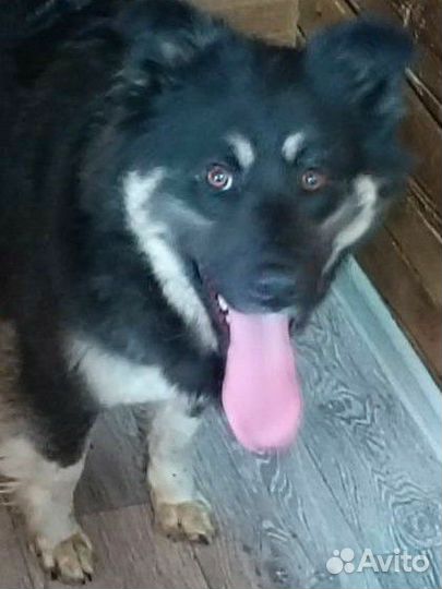 Машка стерильна