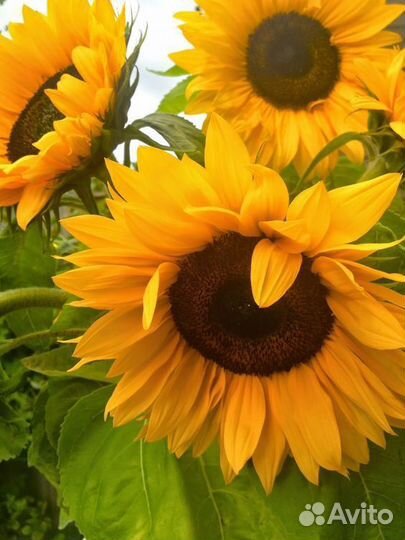 Семена подсолнечника