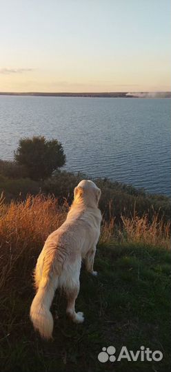 Голден ретривер Вязка