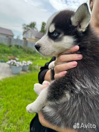 Щенки Хаски