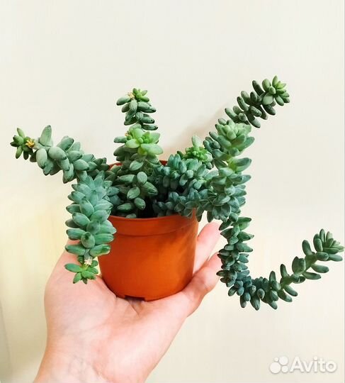 Седум буррито