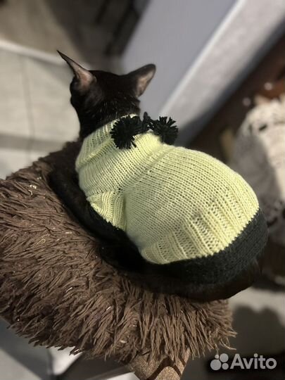 Одежда для маленькой породы