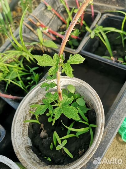 Чёрная малина