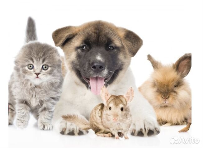 Передержка собак в домашних условиях