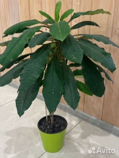 Молочай рогатый